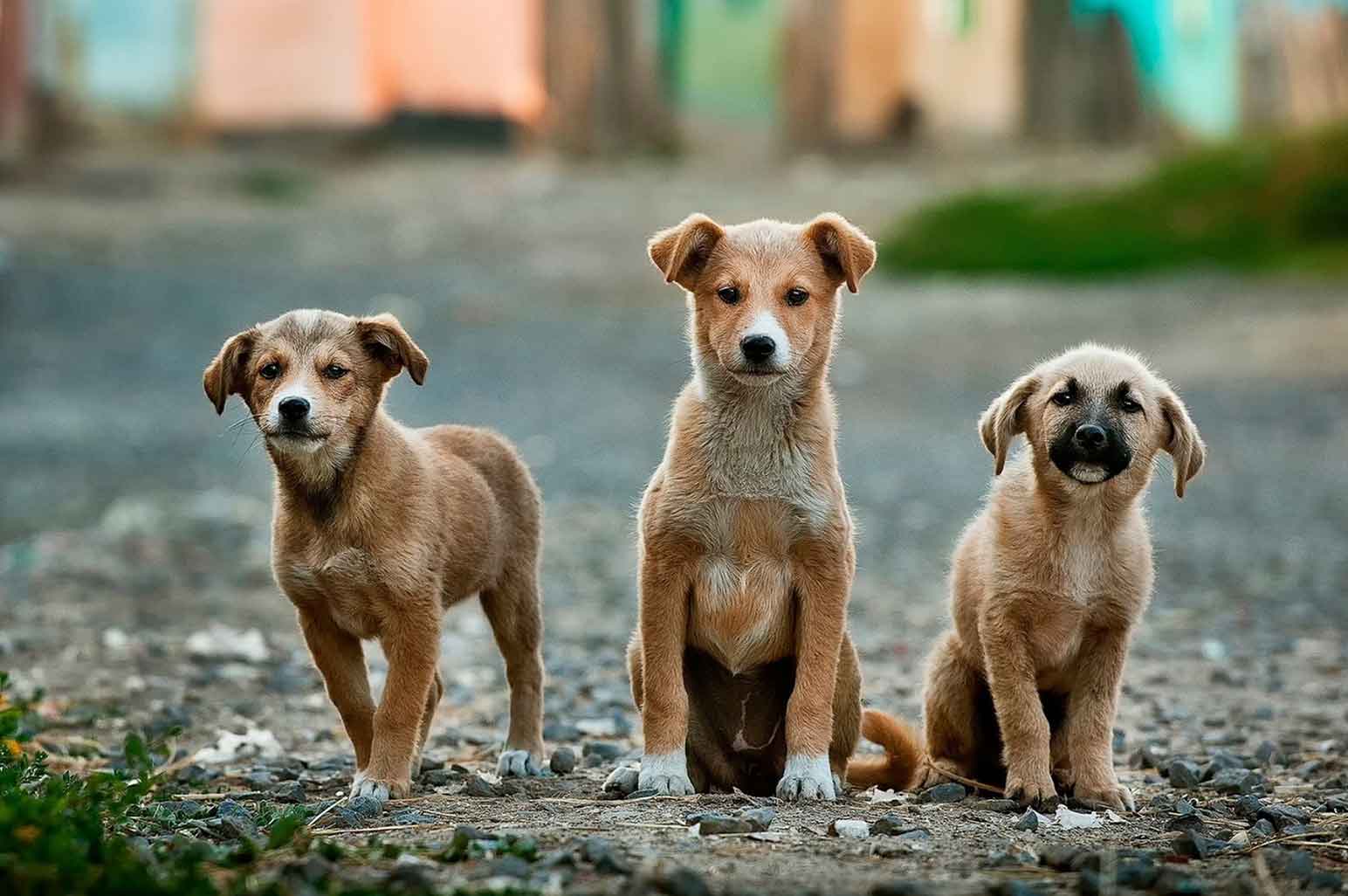 How You Can Help End Animal Cruelty Through These Simple Tips