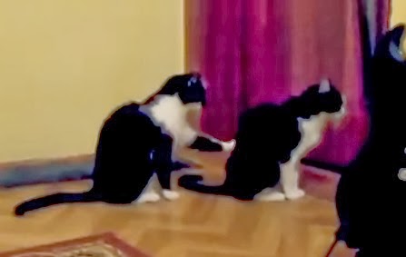 gato toca la espalda de otro gato