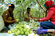 Panen Raya, Petani Jambu Kristal Di Bojonegoro Untung Puluhan Juta