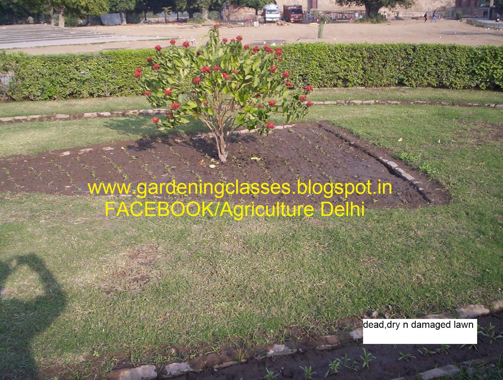 Somesh Jha lawn,landscapes, gardening after landscaping