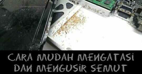Cara Mudah Mengatasi Dan Mengusir Laptop Kemasukan Semut Infoteknikindustri Com