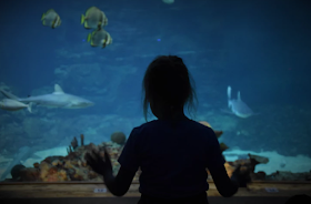 A girl looking into an aquarium tank