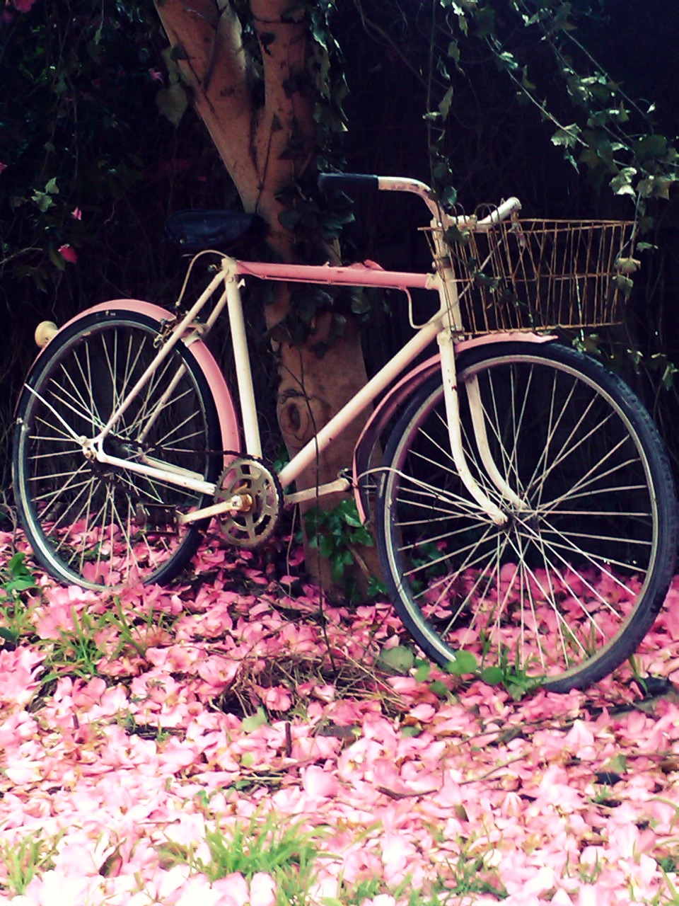 My sister bikes. Нежно розовый велосипед. Милый розовый велосипед. Старый велосипед розовый. Велосипед старинный розовый.