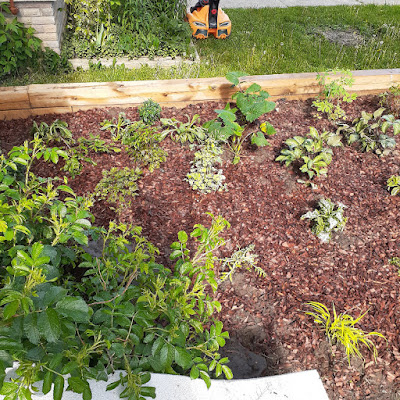 Toronto Belgravia No Lawn Front Garden Installation After by Paul Jung Gardening Services--a Toronto Organic Gardening Company Toronto Belgravia No Lawn Front Garden Installation After by Paul Jung Gardening Services--a Toronto Organic Gardening Company