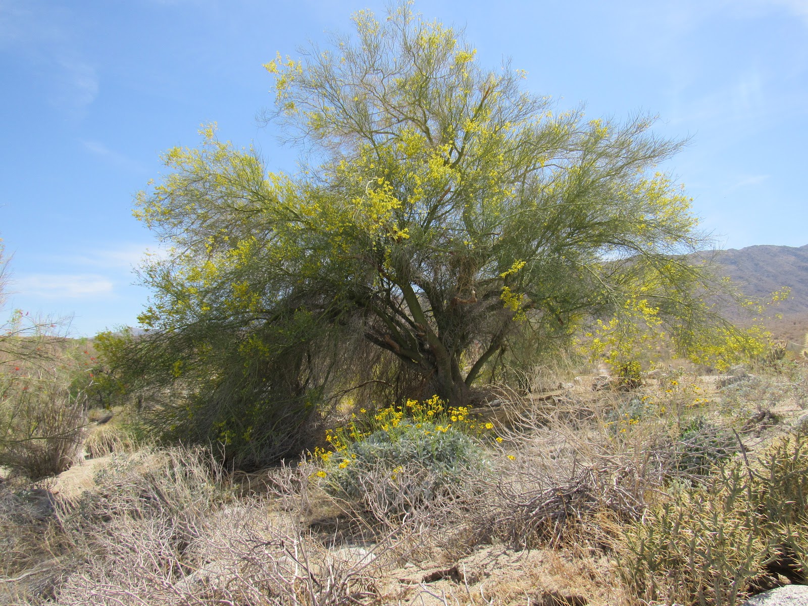 Flowering Trees & Shrubs of the Colorado Desert