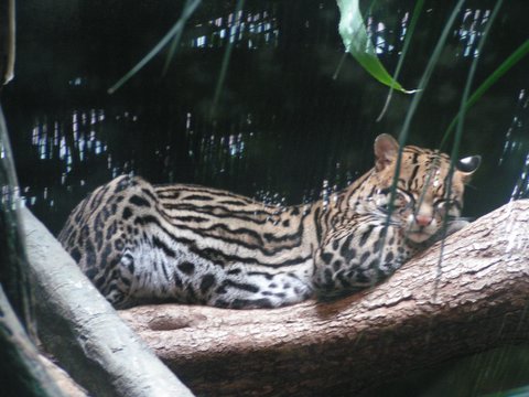 My Zoo: Ocelot