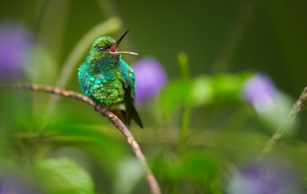  birds in the rainforest