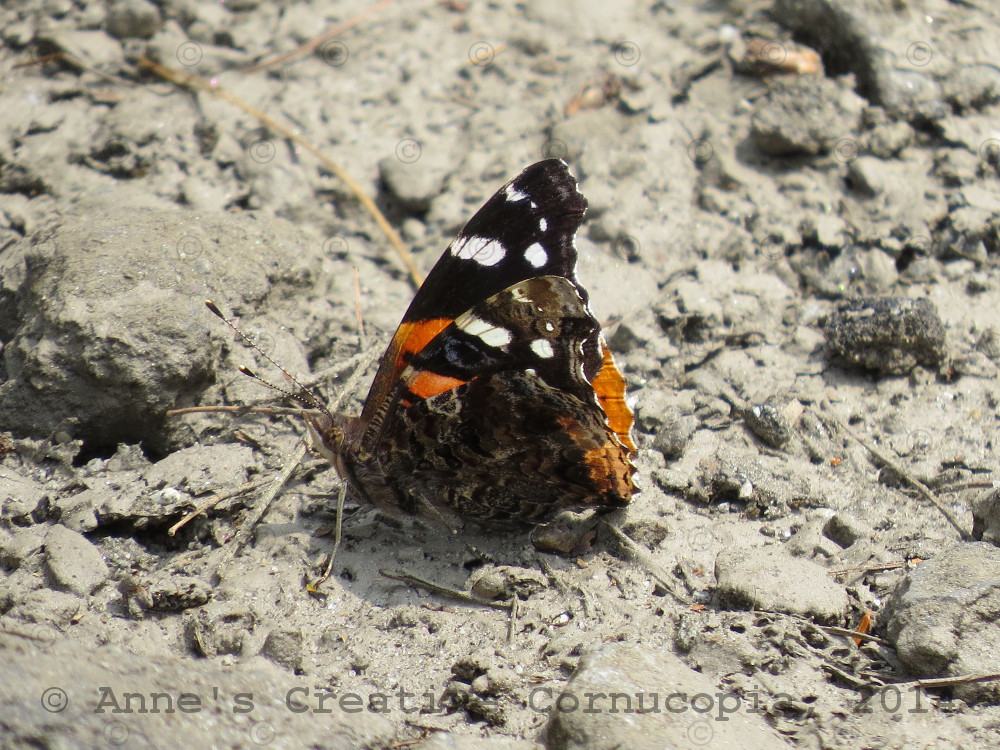 Anne's Creative Cornucopia Brown Orange Blue Butterfly on Grey Soil