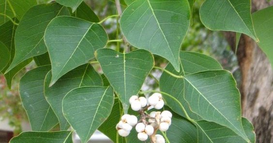 Honey Archives: Tallow Tree Honey, Walker Honey Farm, Central Texas
