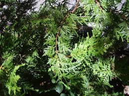 Austrocedrus chilensis «ciprés de la cordillera» - Id Plantae