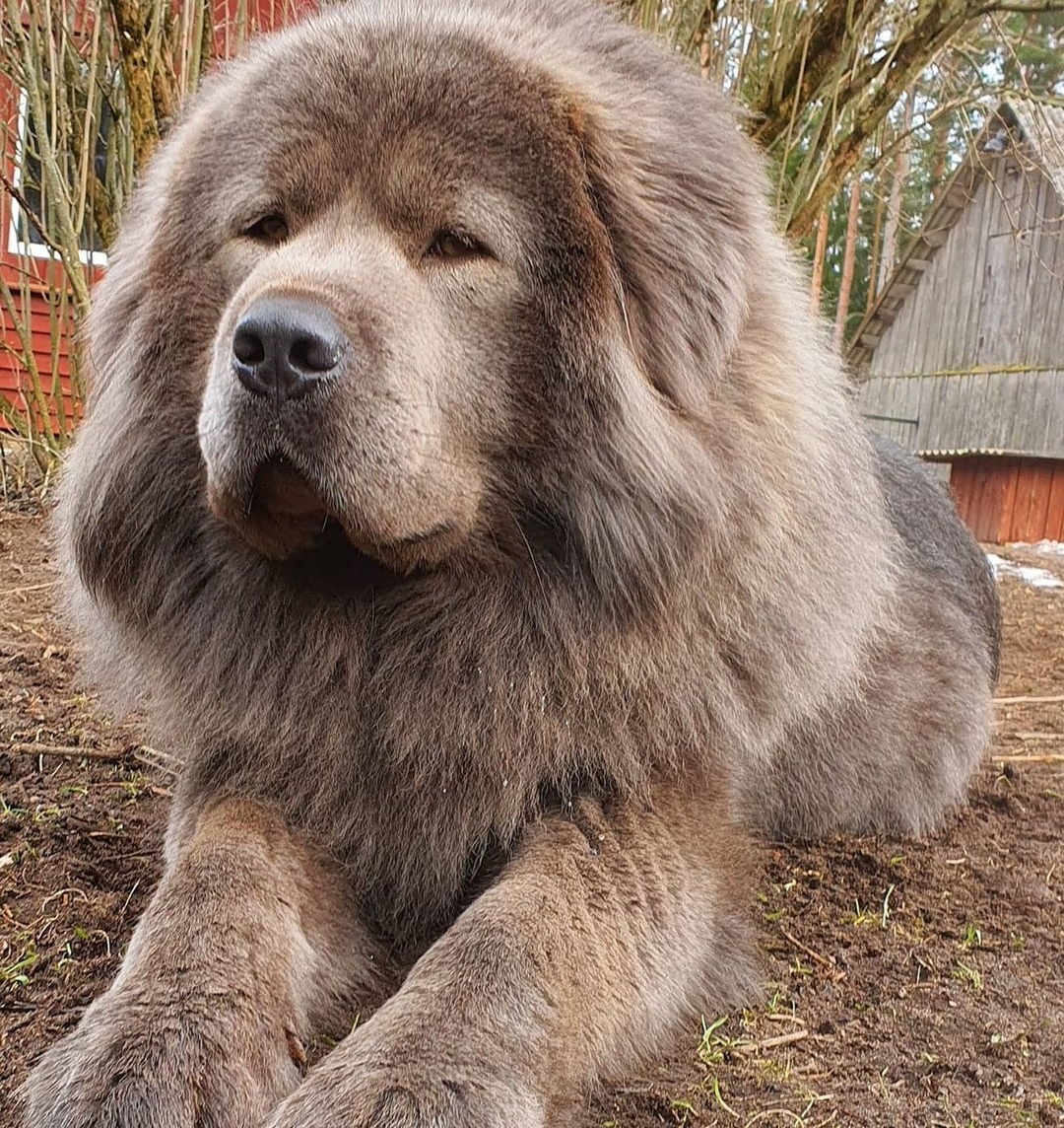Tibetan Mastiff The Most Expensive Dogs In The World I Chinese Bear Dog