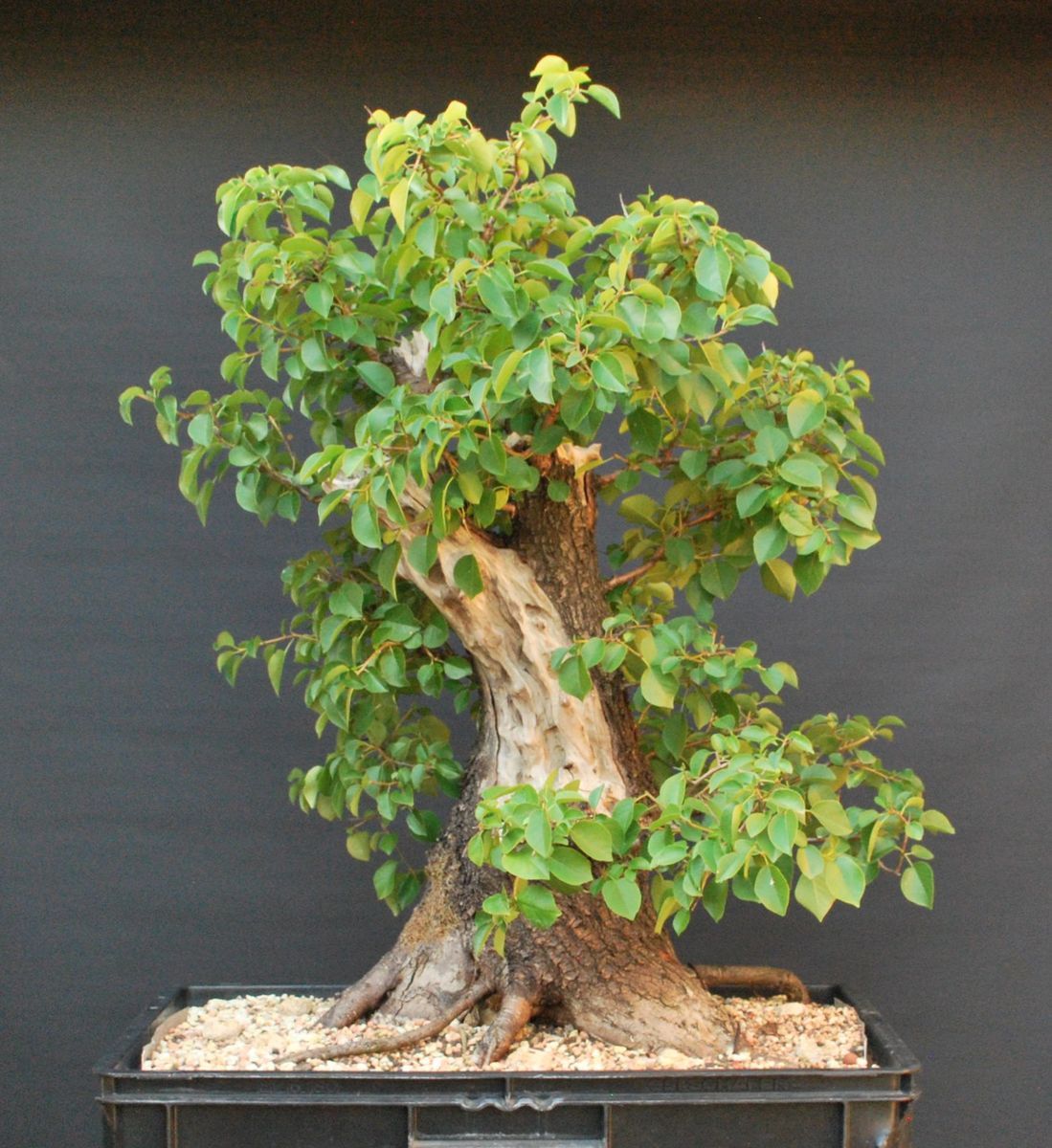 Bonsai Moravia Blog: PRUNUS MAHALEB \