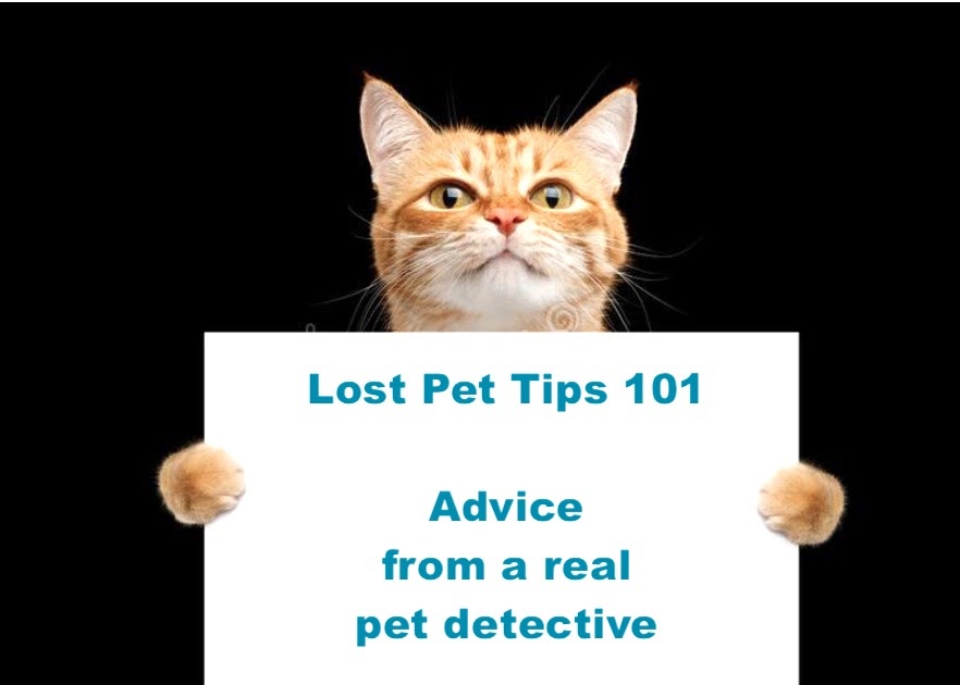Lost Cat Finder Pet Detective: Why you should still use ...