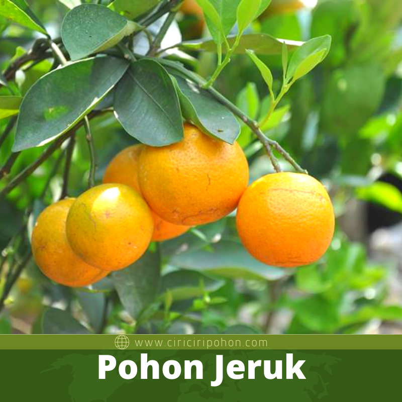 Pohon Jeruk