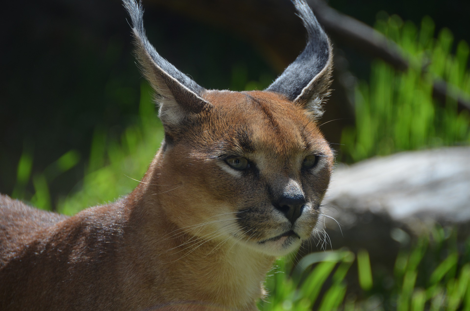 Caracal Cat Breed History, Appearance, character, Health & more