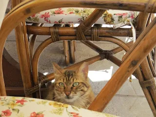 Day Trip to North Cyprus: cat begging for food at Canli Balik in Kyrenia