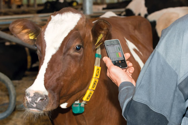 Connected cow with IoT
