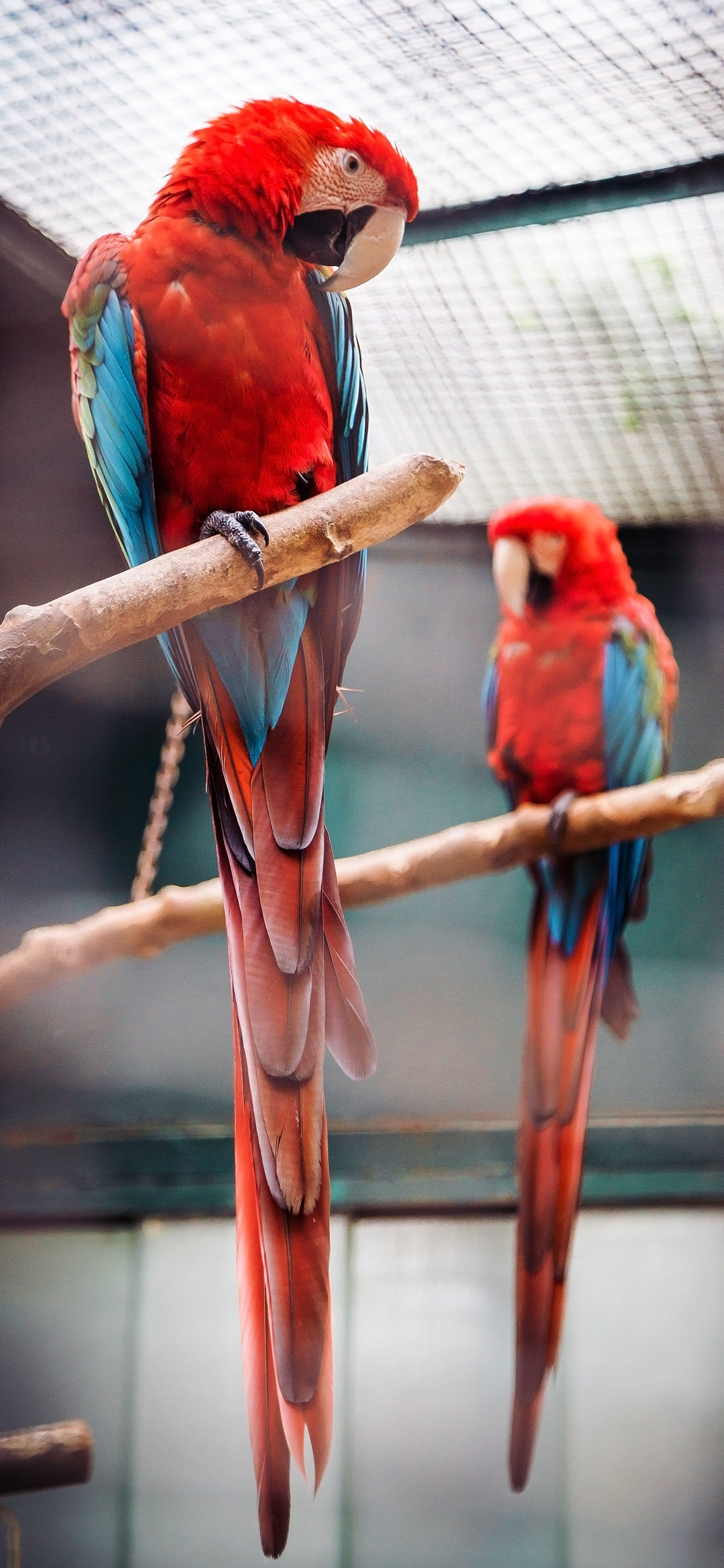 two-red-and-blue-macaw-wallpaper