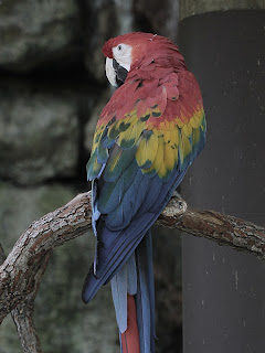 Macaw + Grayscale Gradient;  Mode Color; Opacity 50%