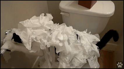 Crazy Cat GIF • Toilet paper killer strikes again! Gigantic mess, total destruction, haha little monster! Crazy Cat GIF • Toilet paper killer strikes again! Gigantic mess, total destruction, haha little monster!