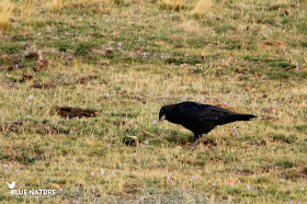 Cuervo grande (Corvus corax) en las cercanías del Parking del Puerto de Cotos