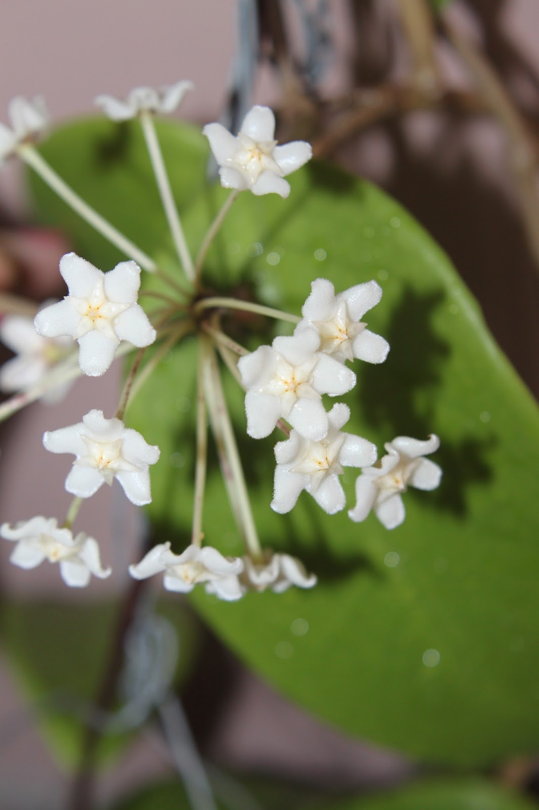 Hoyapassion: Hoya monetteae - kwitnąca premiera