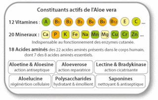 actifs de l'aloe vera