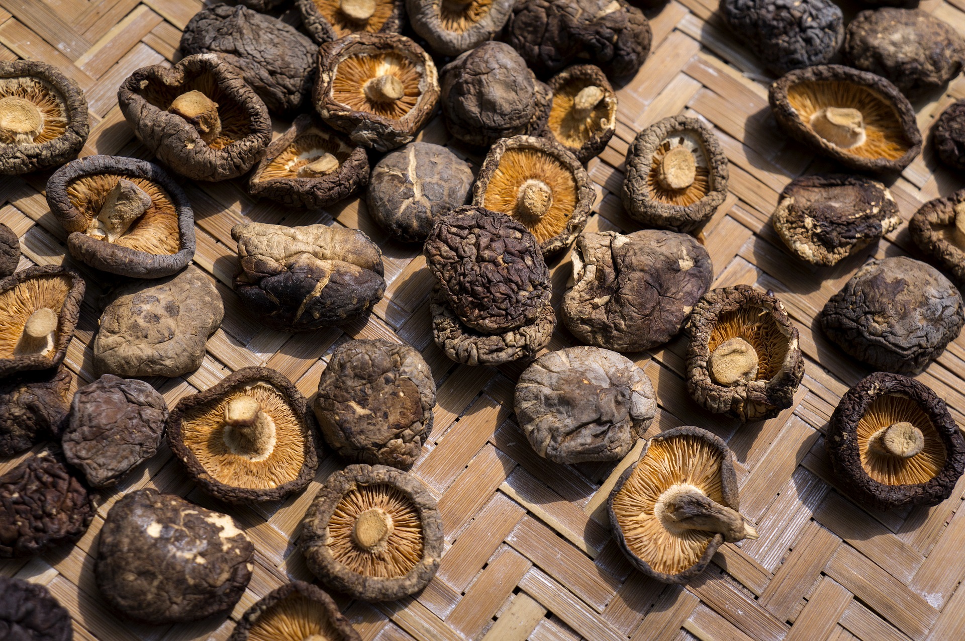 Сушащиеся грибы. Гриб шиитаке. Грибы шиитаке сушеные. Японские грибы шиитаке. Шиитаке Lentinus edodes.