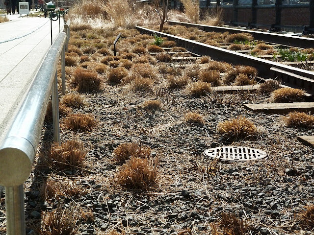 Recently cut sedges and grasses at the High Line