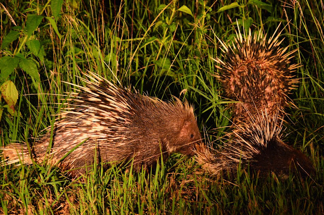 Hystrix brachyura Hystrix brachyura