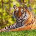 Gambar Harimau Belang yang Keren  Nampak Gagah dan Seram