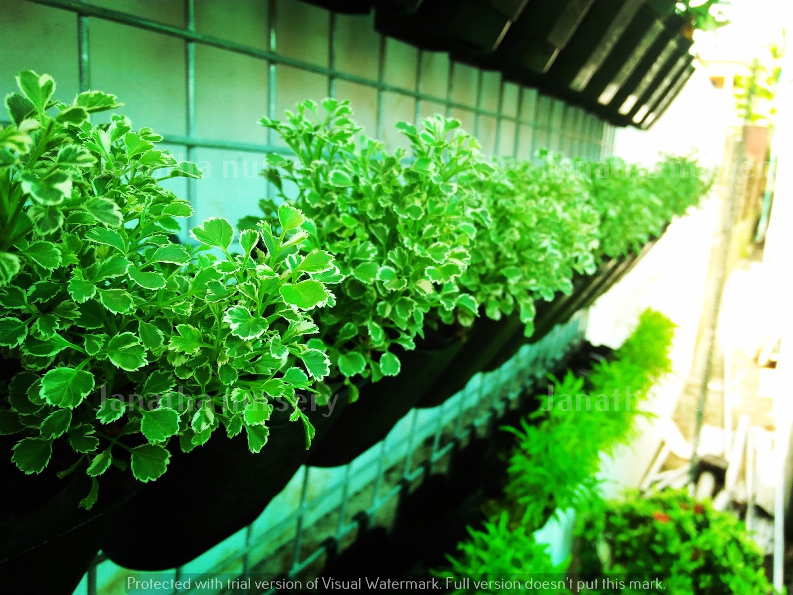 Winter Interest Shade Plants