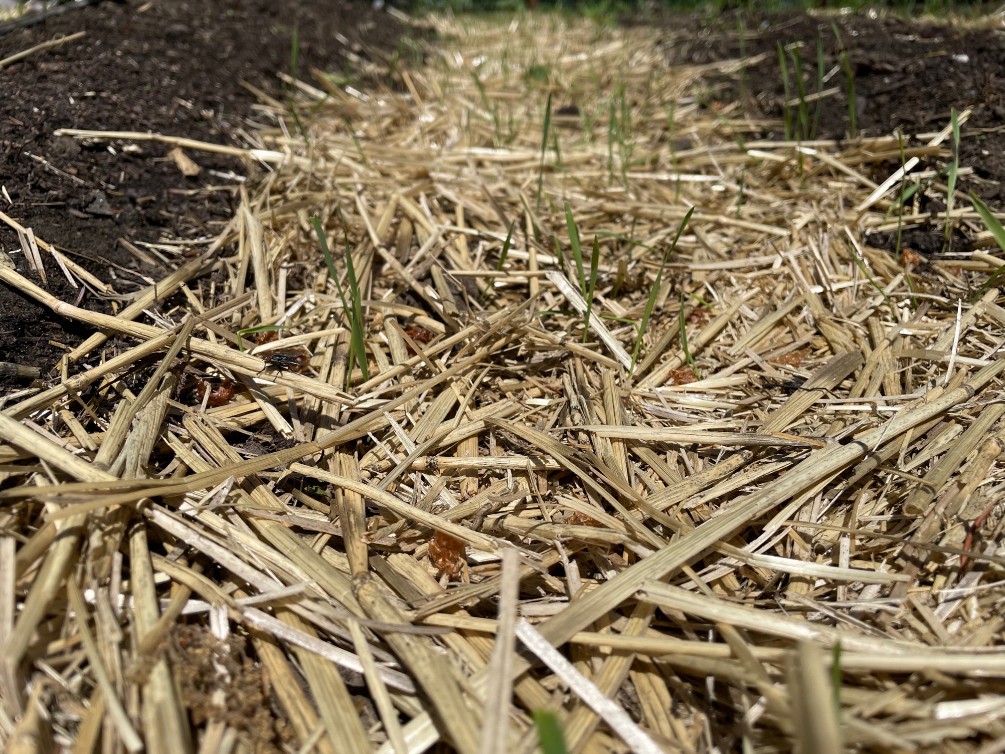 Weekly vegetable update 5/26/2021