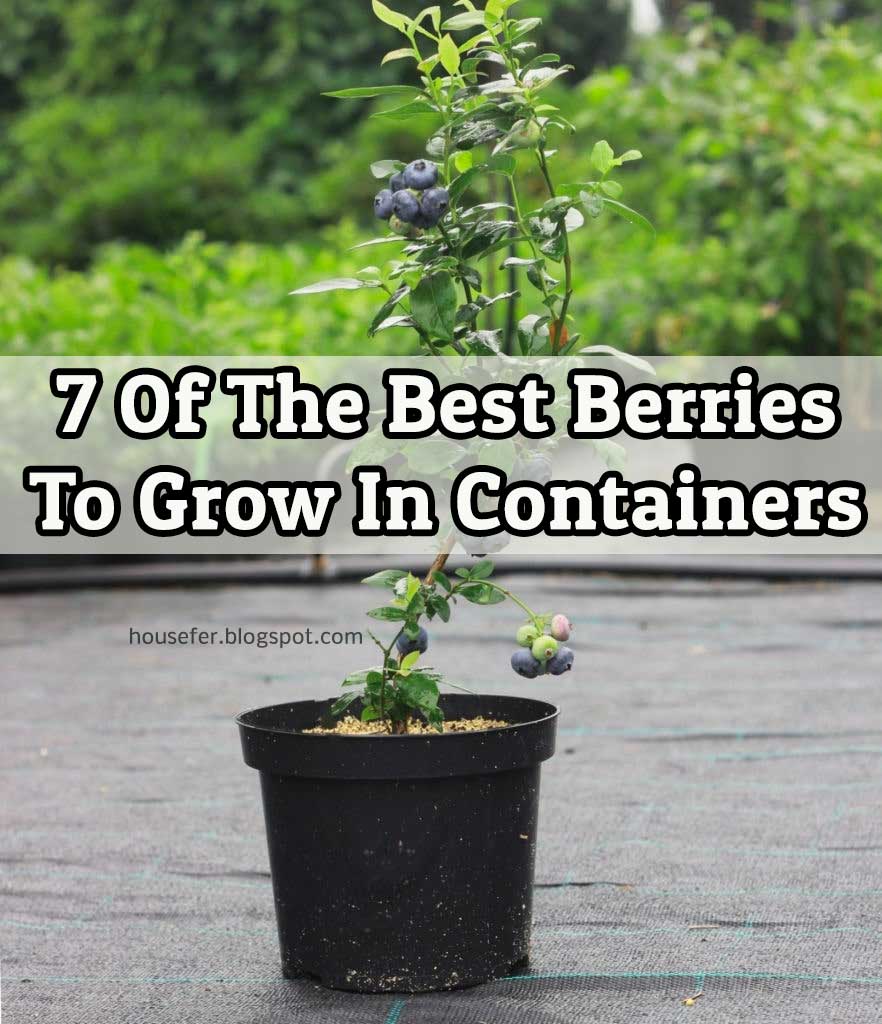 7 Of The Best Berries To Grow In Containers