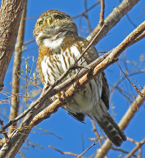 Northern Pygmy-Owl, Cape Pygmy-Owl