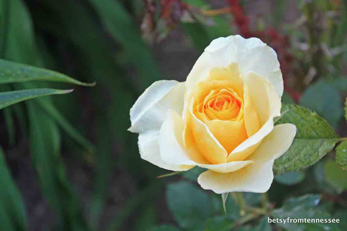 southern belle rose bridal shop