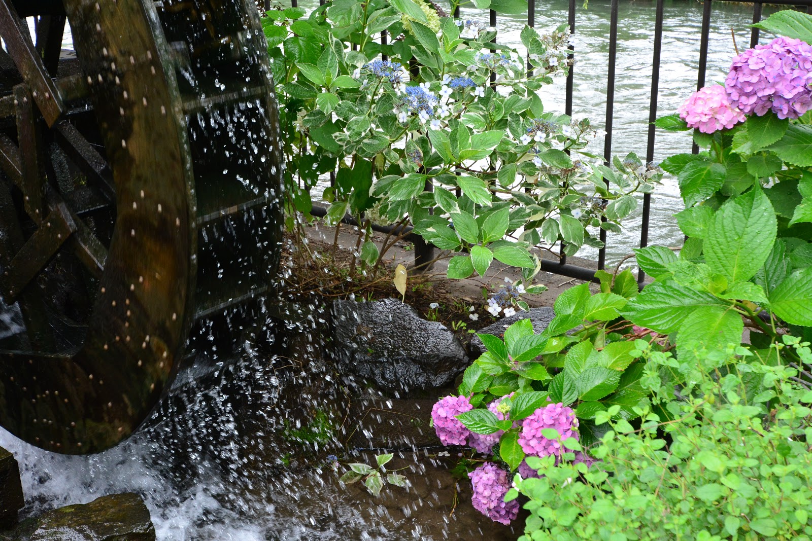 スーさんのガーデンブログ 残暑お見舞い申し上げます