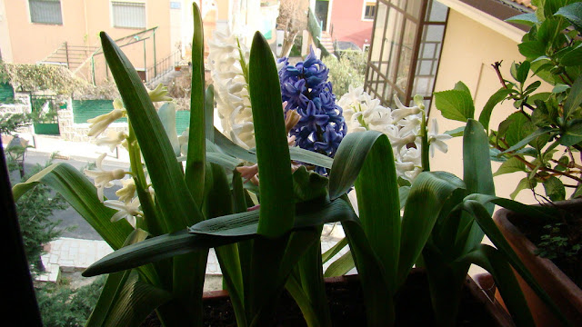 Hyacinthus spp. (Jacinto)