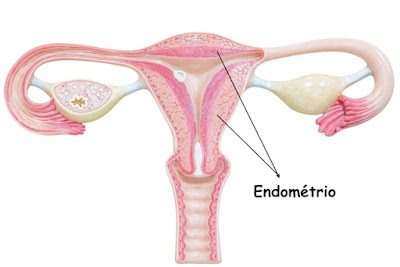 tamanho do endométrio para engravidar