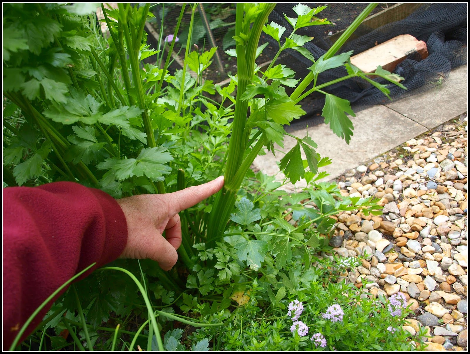 Mark�s Veg Plot Leaf Celery
