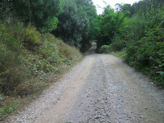Foto de un camino en bosque gallego