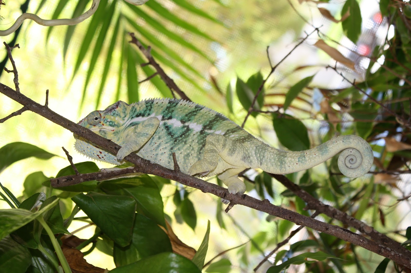 How to Avoid (or Treat) Parasites in Chameleons | Much Ado About Chameleons