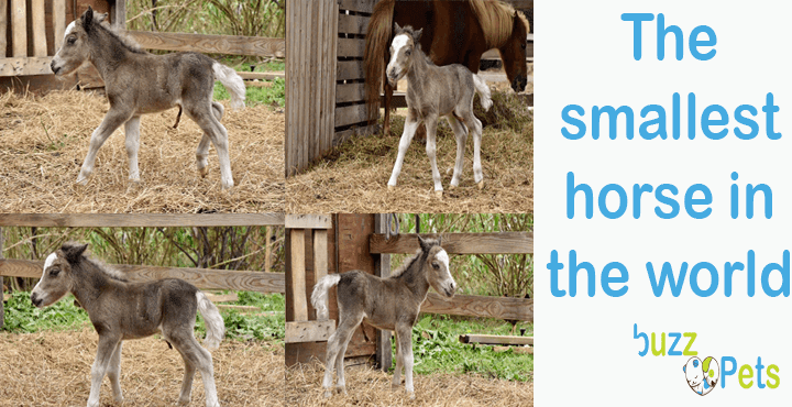 The smallest horse in the world height 56 ​​cm