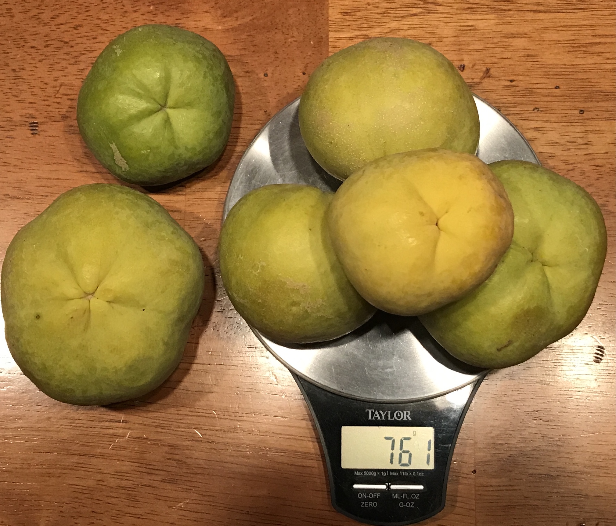 Gardening White sapote cv. Vernon