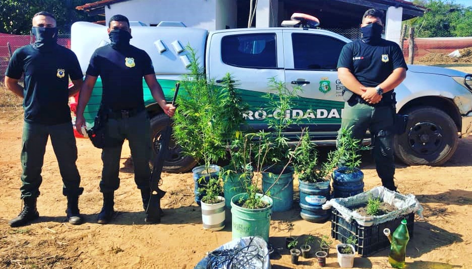 CAMOCIM POLÍCIA 24h: HOMEM É PRESO APÓS SER FLAGRADO CULTIVANDO MACONHA EM SÃO BENEDITO
