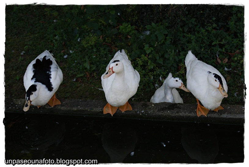 Un paseo,una foto Boimorto (A Coruña)