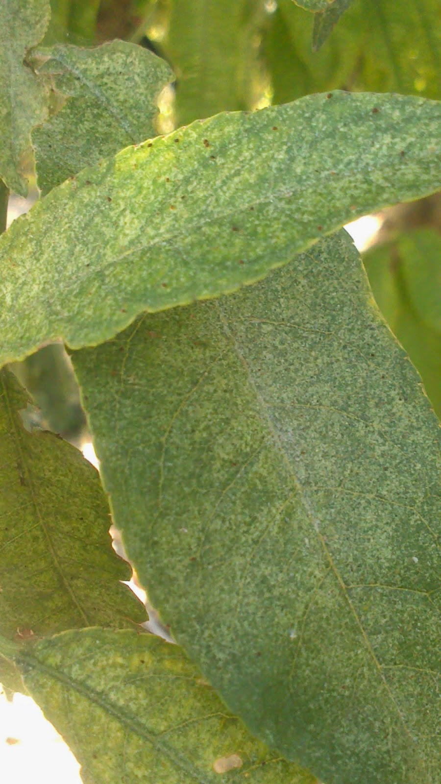 Daños en fruto