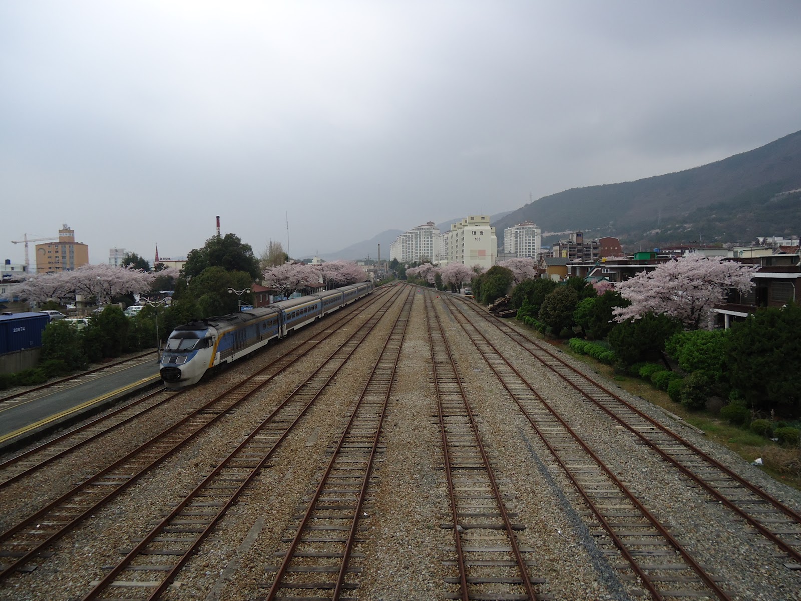 Cherry Hill Vw >> KRISTINE IN KOREA: Jinhae Cherry Blossoms Cherry Hill Vw >> KRISTINE IN KOREA: Jinhae Cherry Blossoms