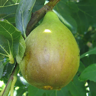 Supriyadi: Jenis Varietas Buah Tin