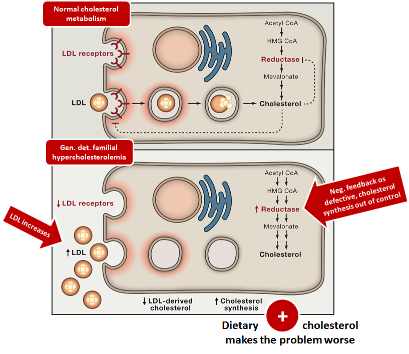 EggOlogy Today The Underappreciated Health Benefits of Egg Phospholipids, Proteins
